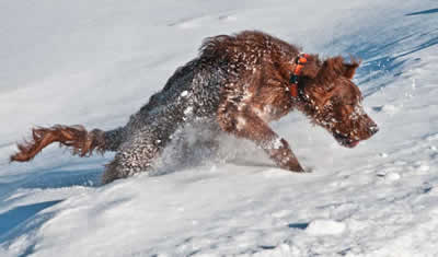 jerry lee im schnee