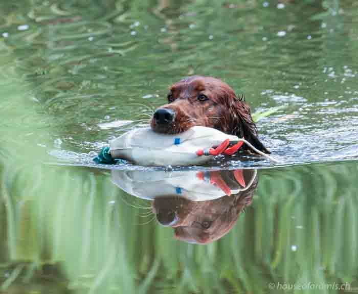 Jerry im Wasser