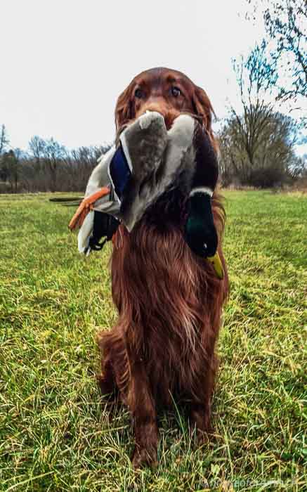 Entenjagd