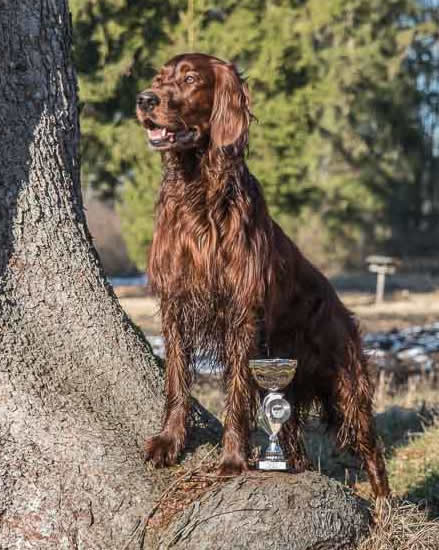 Jerry mit Pokal