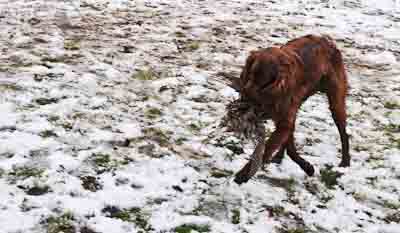 jerry lee apportiert fasan