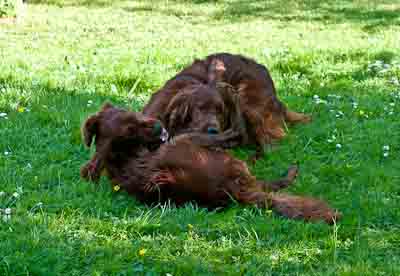 jerry lee und jarokesh