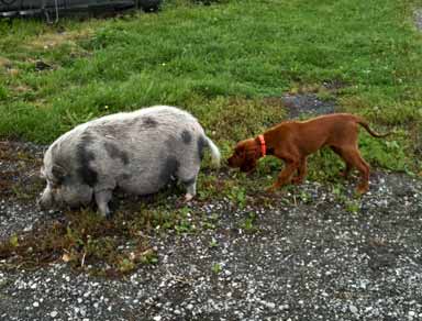 hängebauchschwein