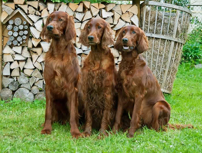 jerry, Dairine und joy