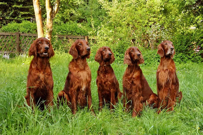 jerry, orlando, joy, dairine und sam